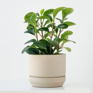 Rubber Plant