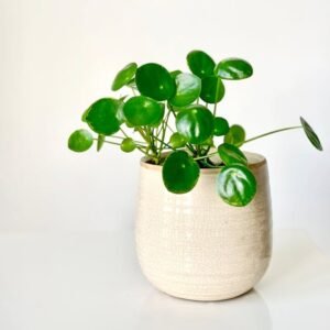 Chinese Jade Plant